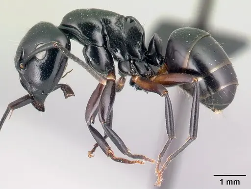 Camponotus alamaina - CASENT0179430