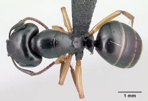 Camponotus alamaina - CASENT0179431