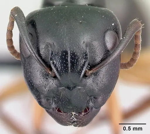 Camponotus alamaina - CASENT0179431