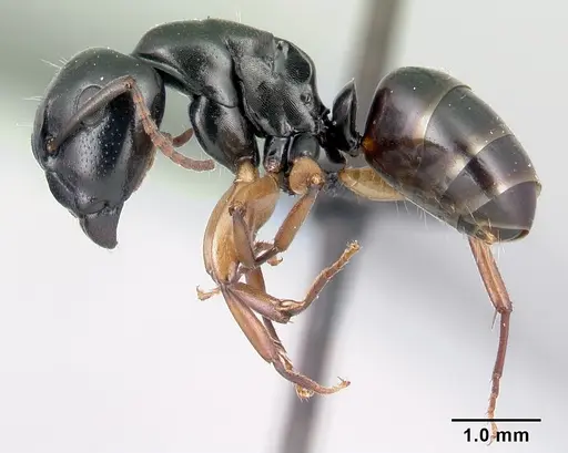 Camponotus alamaina - CASENT0179431