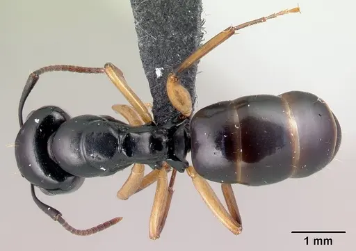 Camponotus alamaina - CASENT0481798