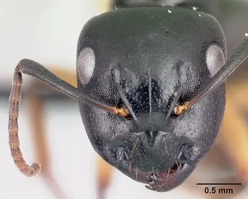 Camponotus alamaina - CASENT0481798