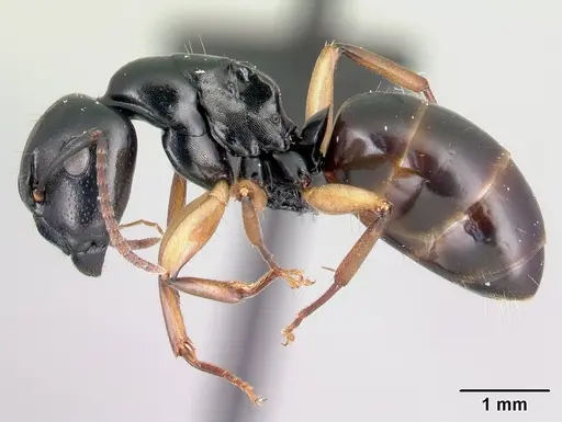 Camponotus alamaina - CASENT0481798