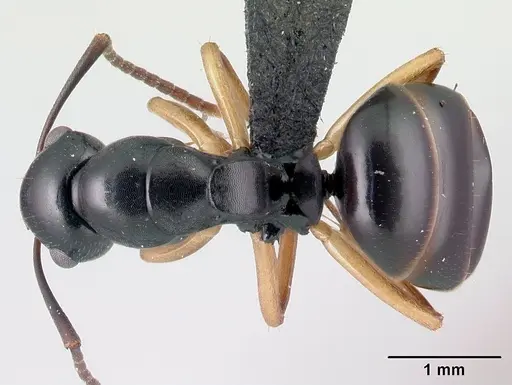 Camponotus alamaina - CASENT0481799