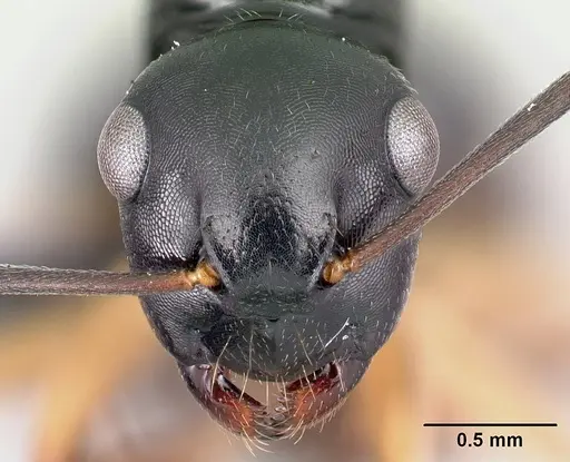 Camponotus alamaina - CASENT0481799
