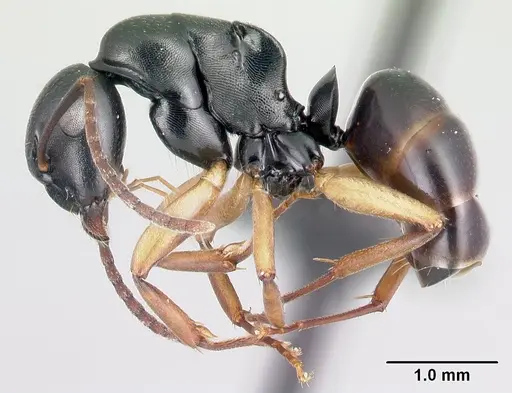 Camponotus alamaina - CASENT0481799