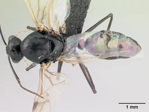 Camponotus alamaina - CASENT0481800