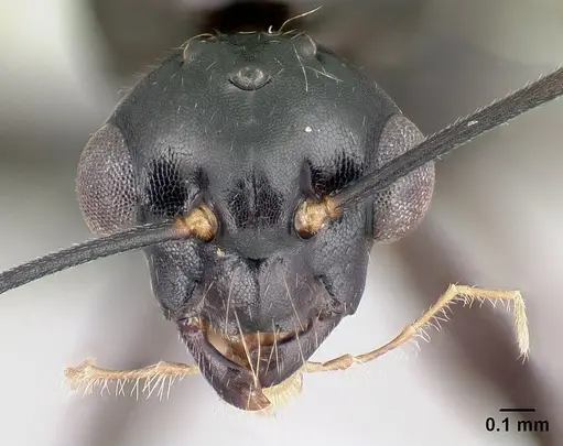 Camponotus alamaina - CASENT0481800