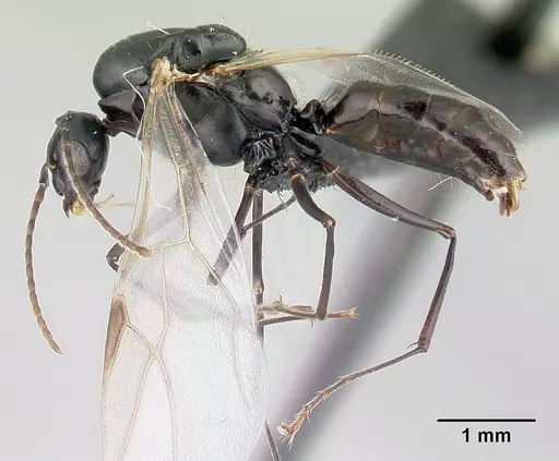 Camponotus alamaina - CASENT0481800