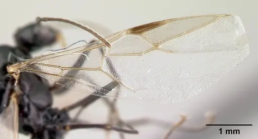 Camponotus alamaina - CASENT0481800