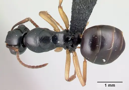 Camponotus alamaina - CASENT0491899