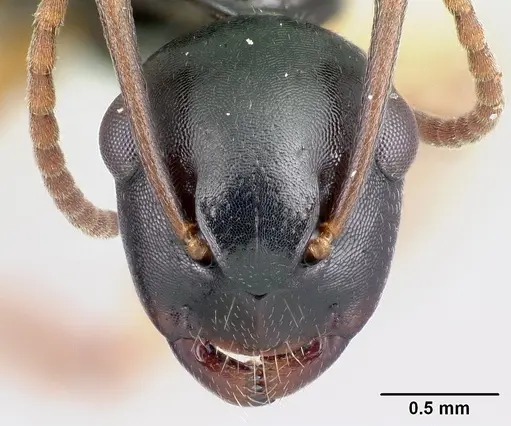 Camponotus alamaina - CASENT0491899