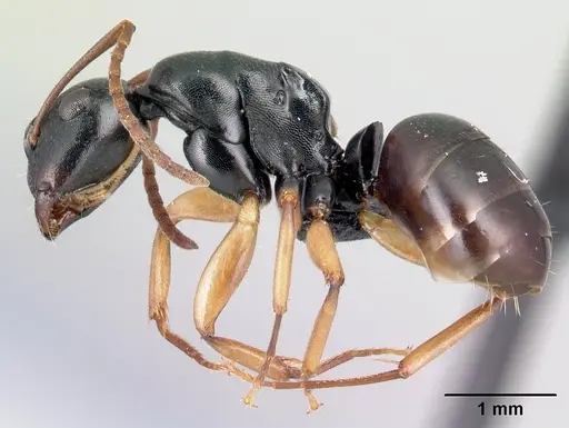Camponotus alamaina - CASENT0491899