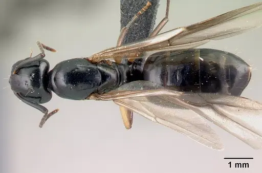 Camponotus alamaina - CASENT0491902