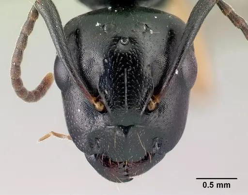 Camponotus alamaina - CASENT0491902