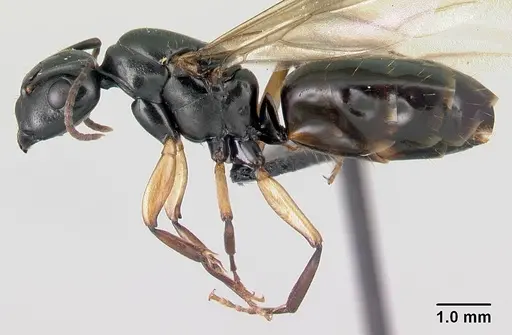 Camponotus alamaina - CASENT0491902