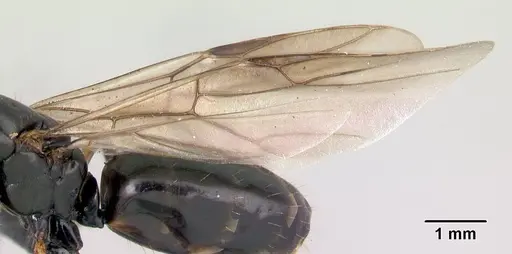 Camponotus alamaina - CASENT0491902