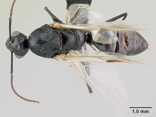 Camponotus alamaina - CASENT0492123