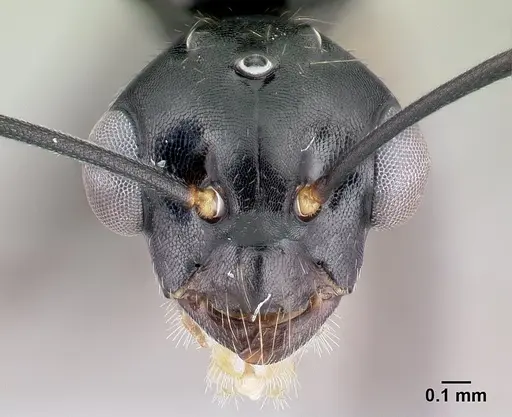 Camponotus alamaina - CASENT0492123