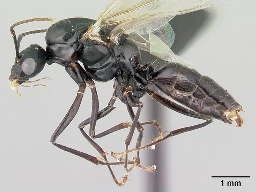 Camponotus alamaina - CASENT0492123
