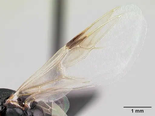 Camponotus alamaina - CASENT0492123