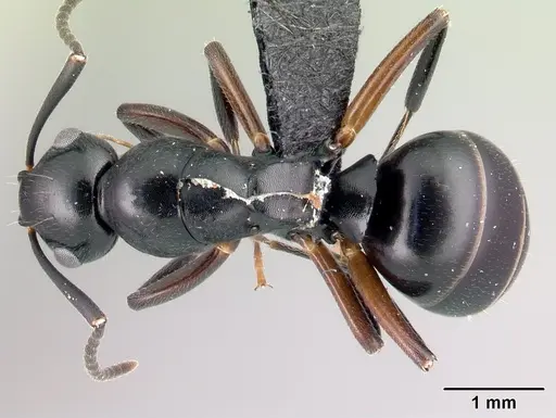 Camponotus alamaina - CASENT0492135