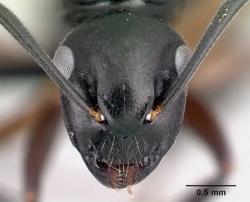 Camponotus alamaina - CASENT0492135