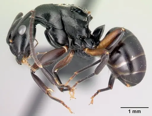 Camponotus alamaina - CASENT0492135