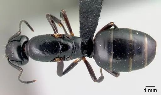 Camponotus alamaina - CASENT0492136