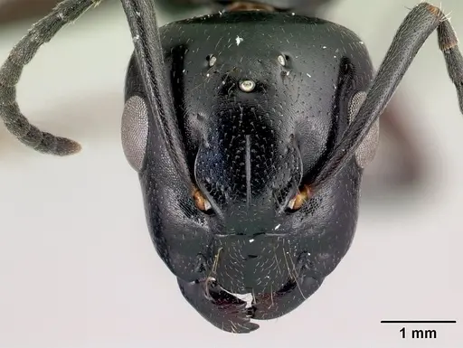Camponotus alamaina - CASENT0492136