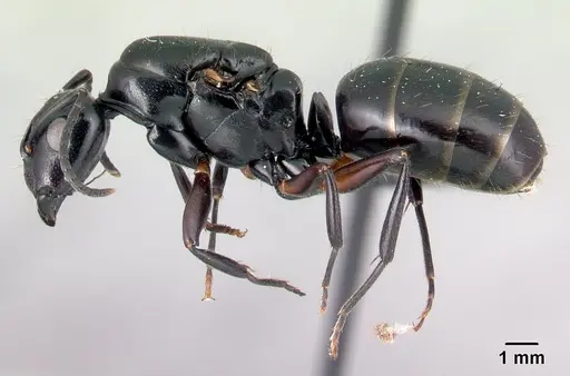 Camponotus alamaina - CASENT0492136