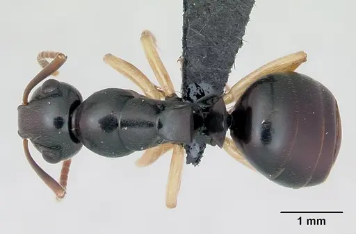 Camponotus alamaina - CASENT0499291