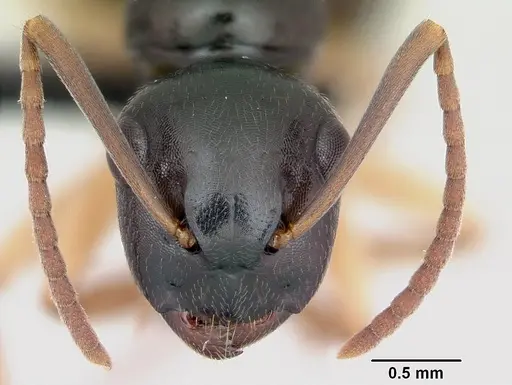 Camponotus alamaina - CASENT0499291
