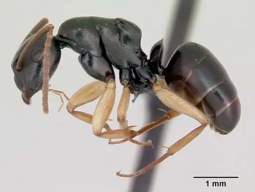 Camponotus alamaina - CASENT0499291