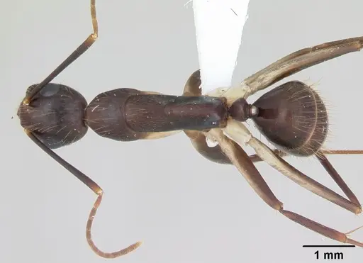 Camponotus albicoxis specimen