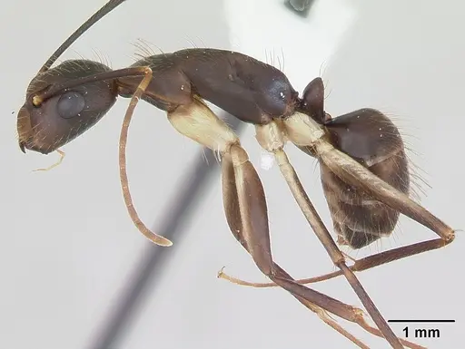 Camponotus albicoxis specimen