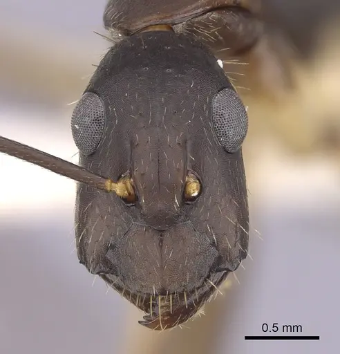 Camponotus albicoxis - CASENT0249341