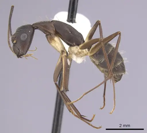 Camponotus albicoxis - CASENT0249341