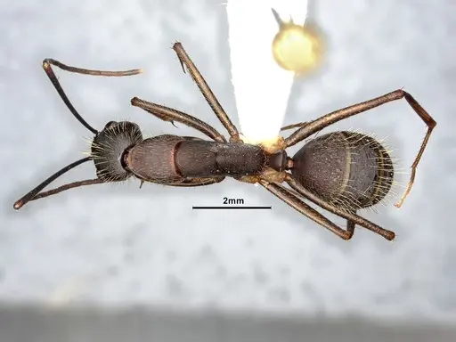 Camponotus albicoxis - CASENT0627701