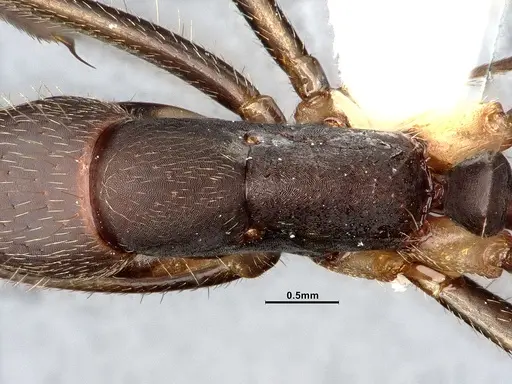 Camponotus albicoxis - CASENT0627701