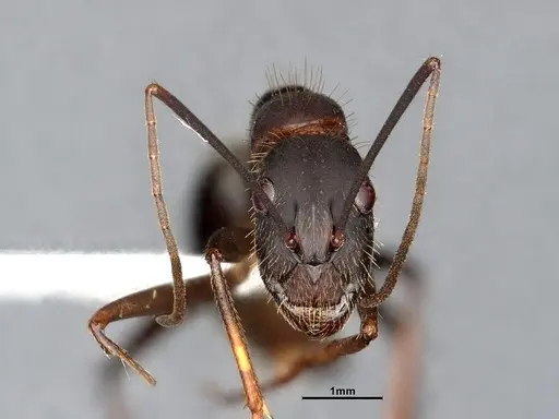 Camponotus albicoxis - CASENT0627701