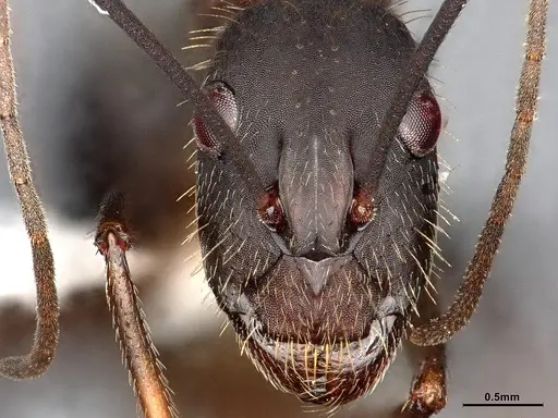 Camponotus albicoxis - CASENT0627701