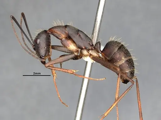 Camponotus albicoxis - CASENT0627701