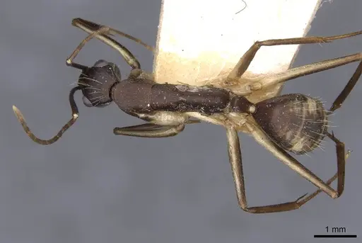 Camponotus albicoxis - CASENT0910028