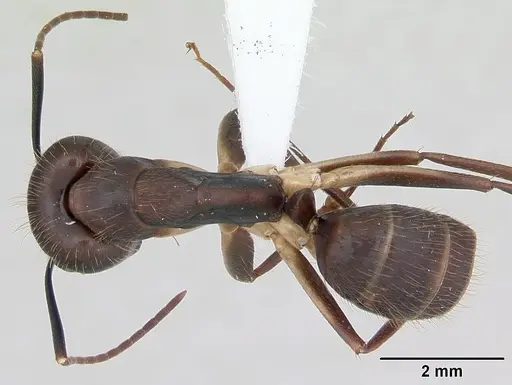 Camponotus albicoxis - INBIOCRI001280924