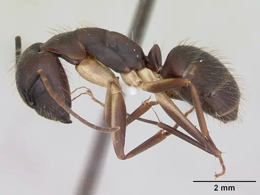 Camponotus albicoxis - INBIOCRI001280924