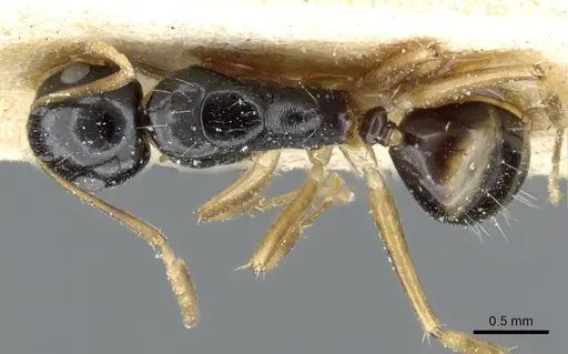 Camponotus albipes specimen