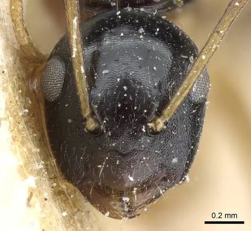 Camponotus albipes specimen