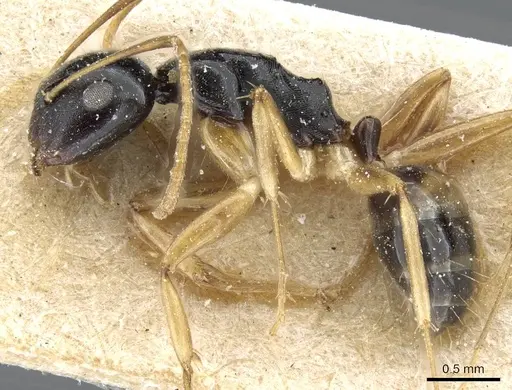 Camponotus albipes specimen