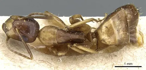 Camponotus alboannulatus specimen
